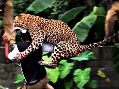 villagers killed leopard