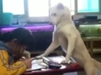 Dog homework