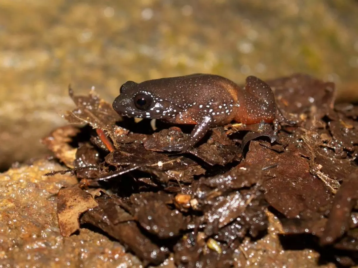 Frog Frog