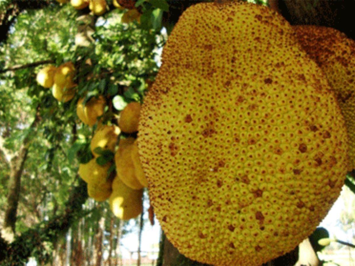 K.P. Mohan on Twitter: @ShashiTharoor @DrRanjithReddy @MahuaMoitra  Jackfruit sapling? Strange-looking variety if indeed it is jackfruit. /  Twitter