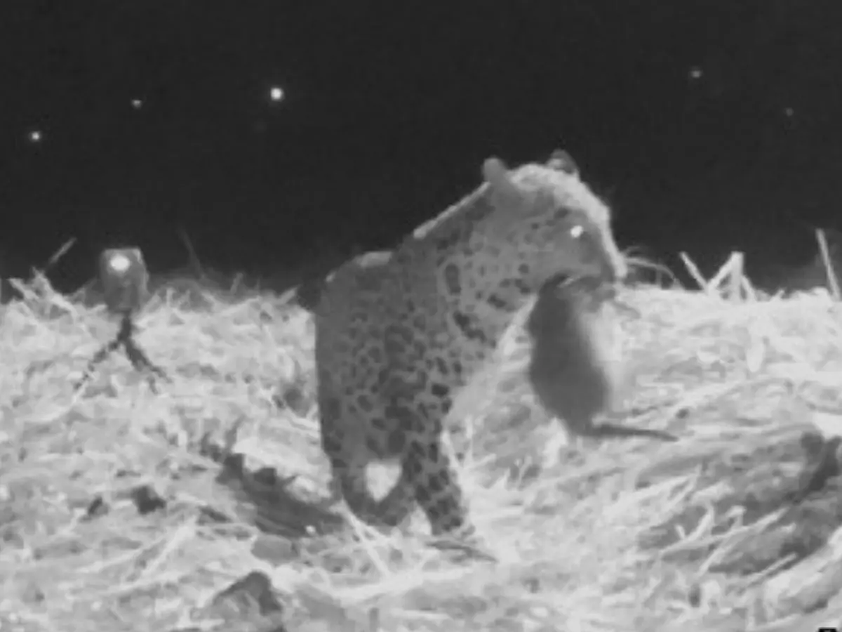 Leopard cub Leopard cub