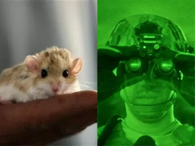 night vision mouse