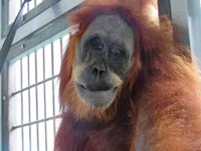 Orangutan Shot With 74 Airgun Pellets In Indonesia Recovers