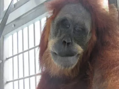 The orangutan, estimated to be 30 years old, was rescued last Saturday in Subulussalam district with