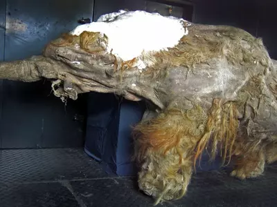Yuka woolly mammoth