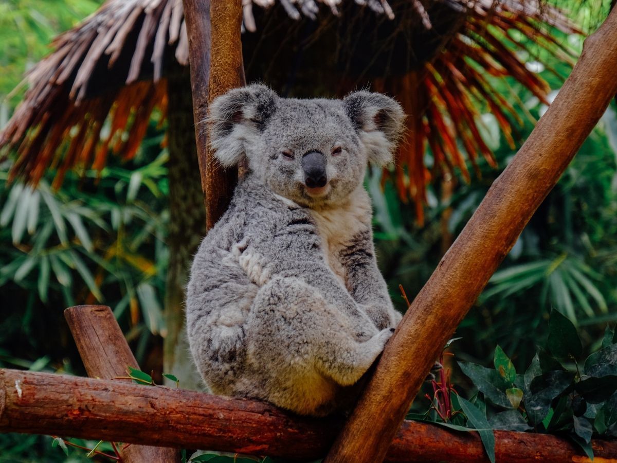 The Cute & Cuddly Koala Bears Almost Extinct, 80,000 Them Left Australia