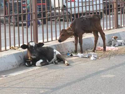 Owners Of Cattle Straying On Roads In Gujarat Get Three Months Jail