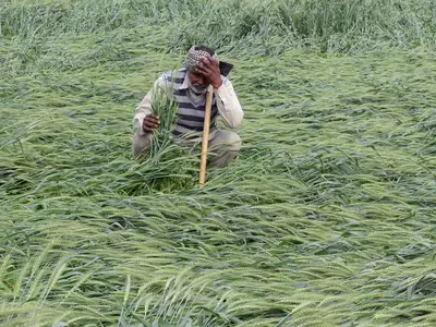 punjab farmers