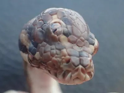 Three-eyed Snake