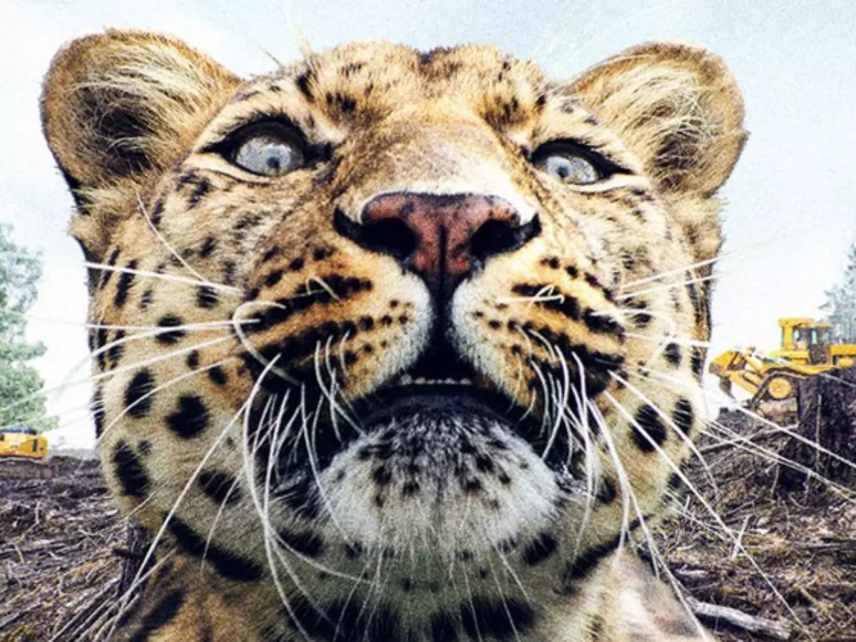 Animals extinct Animals extinct