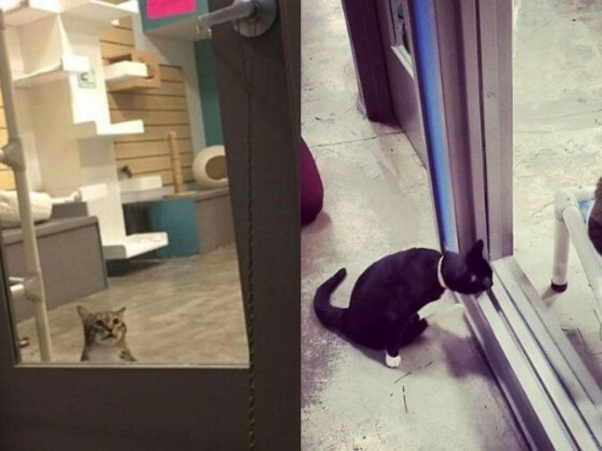 This Mischievous Shelter Cat Kept Letting Other Animal Out Of Enclosure,  Authorities Forced To Keep It In Solitary Confinement