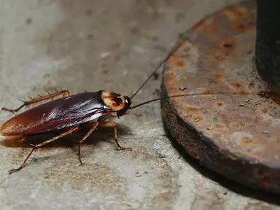 Cockroaches Inside Ear,