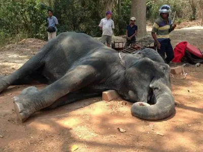 exhausted elephant