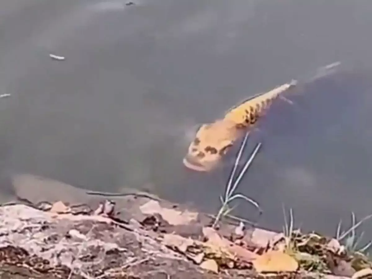 Someone Just Spotted A Fish With Human-Like Face Swimming