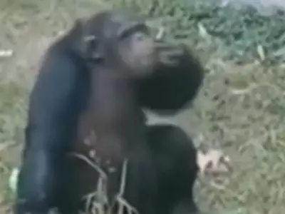 gorilla