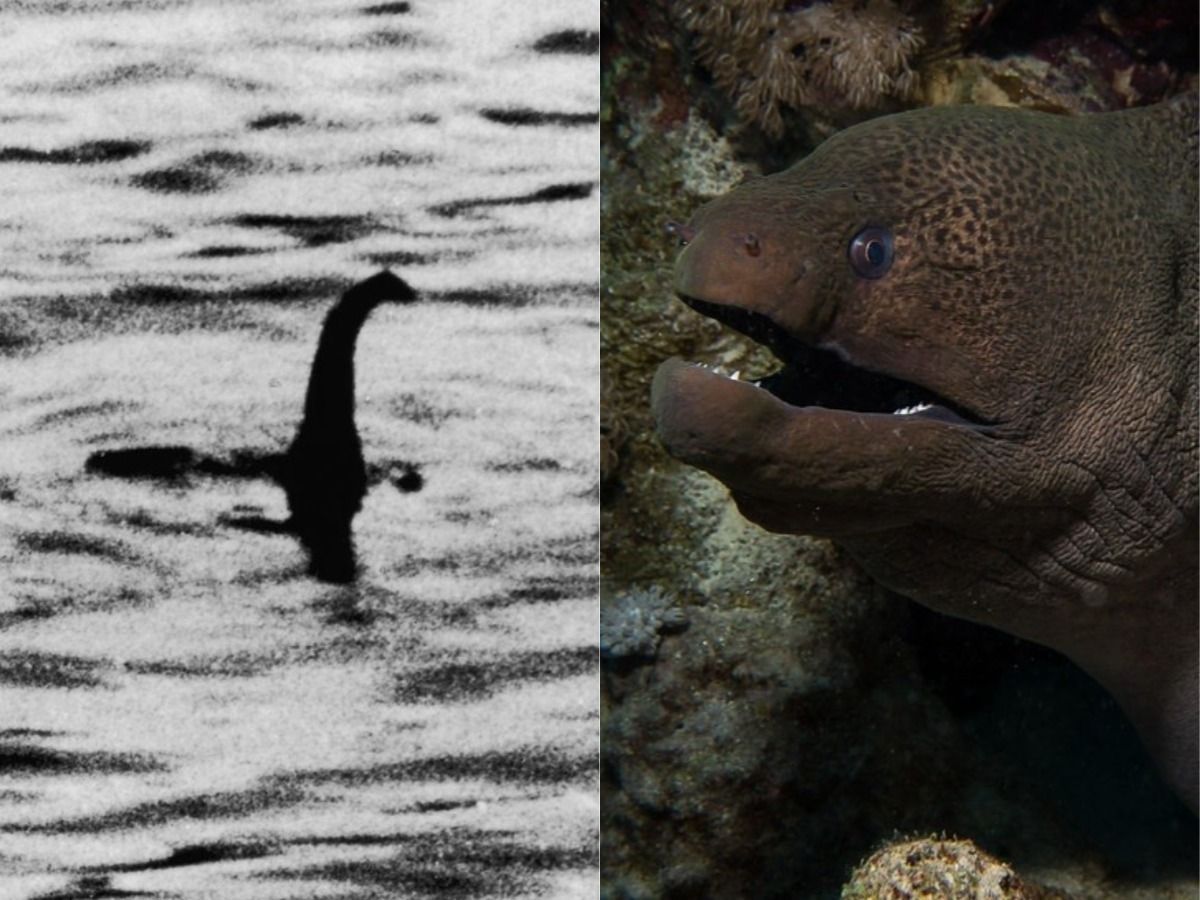 Science Says The Loch Ness Monster Isn T A Monster It Might Be Just A Giant Eel