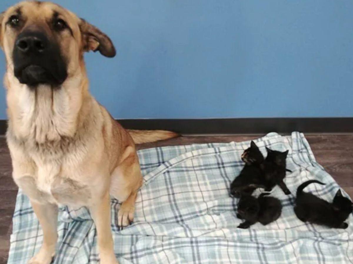 Where Can I Take A Dog I Found