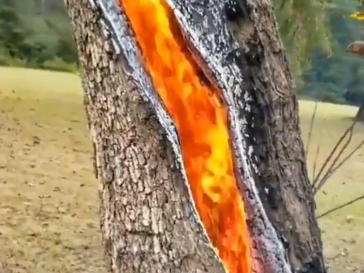 Another Anomaly Of Nature: Tree Struck By Lightning Burns From The Inside