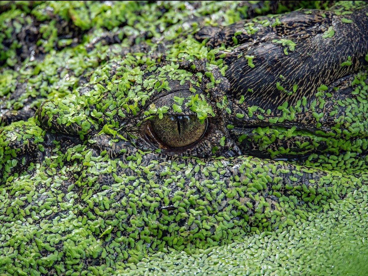 There Are Animals Hiding In These Pictures, How Many Can You Spot?