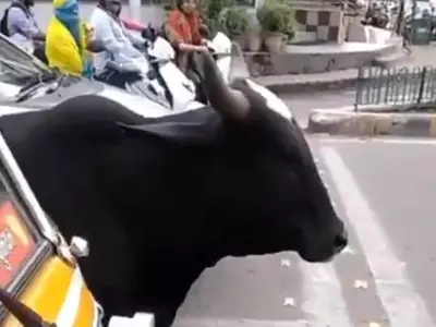Cow traffic signal
