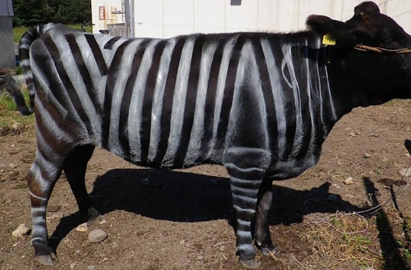 Japanese Scientists Are Painting Zebra Stripes On Cows To Keep Horseflies  And Their Bites At Bay