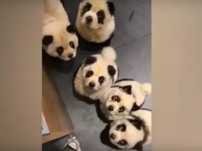 Dog Pandas