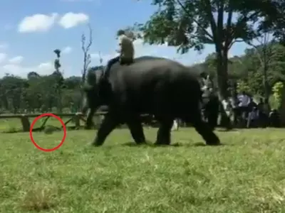 Elephant football