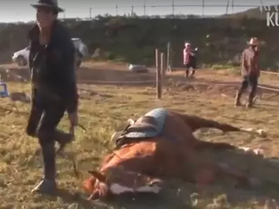 Horse plays dead