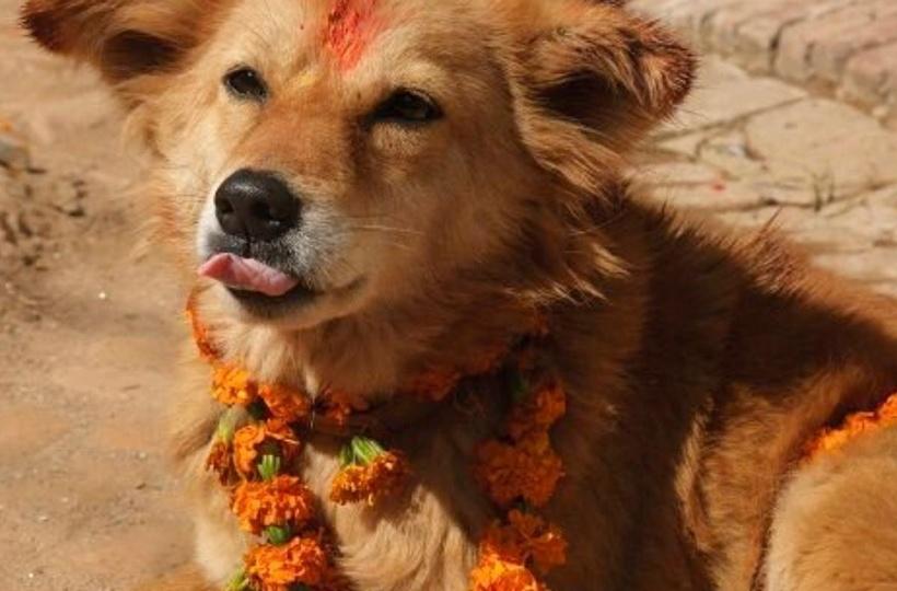 why do we celebrate kukur tihar