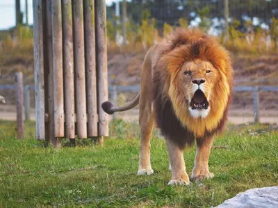Lion unleashed