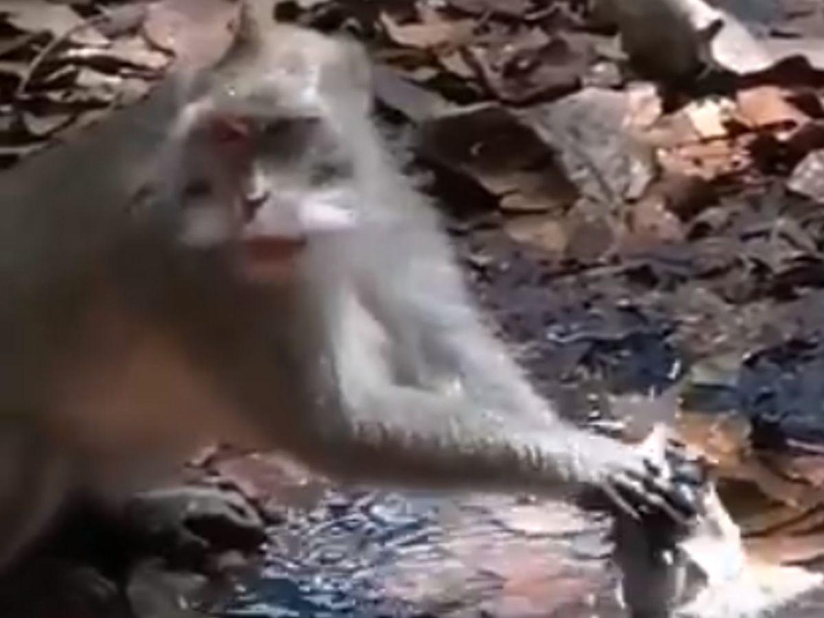 Video Shows Monkey Saving Water Using Dried Up Leaves & It's High Time We  Learn Something From Them