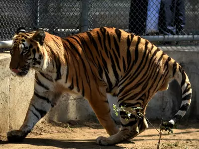 Nagpur Tiger