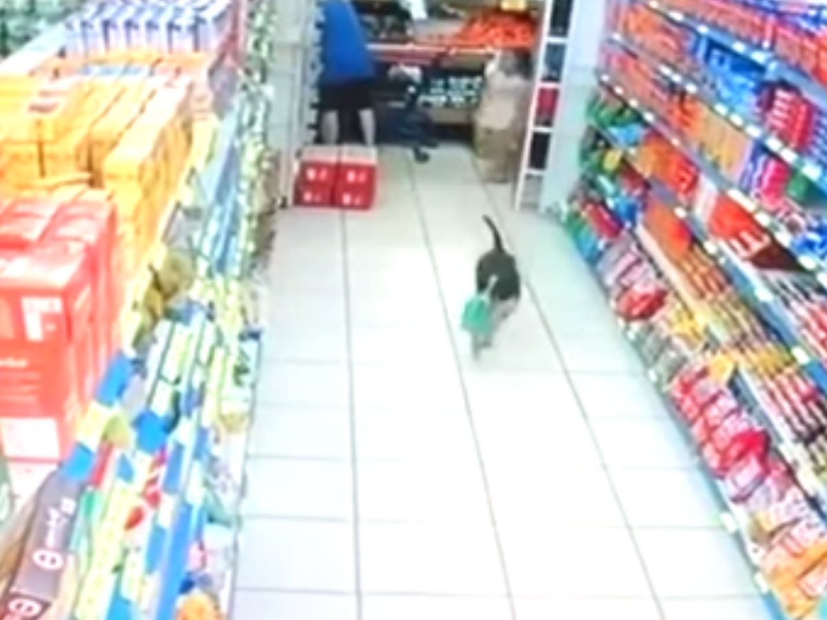 Dog supermarket outlet