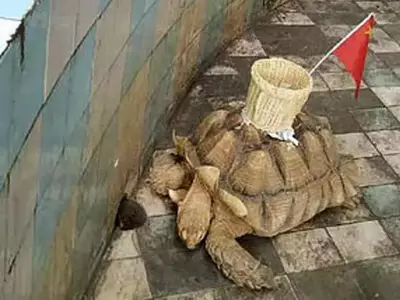 Shame! Chinese Zoo 'Glues' Basket On Tortoise's Back For Tourists To Throw Money In It