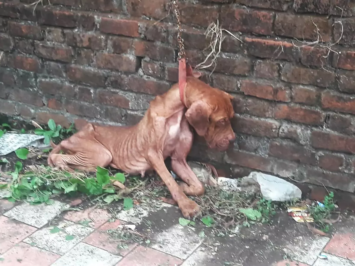 These Heartbreaking Pictures Of Starving Animals Show Exactly What's Wrong With The World