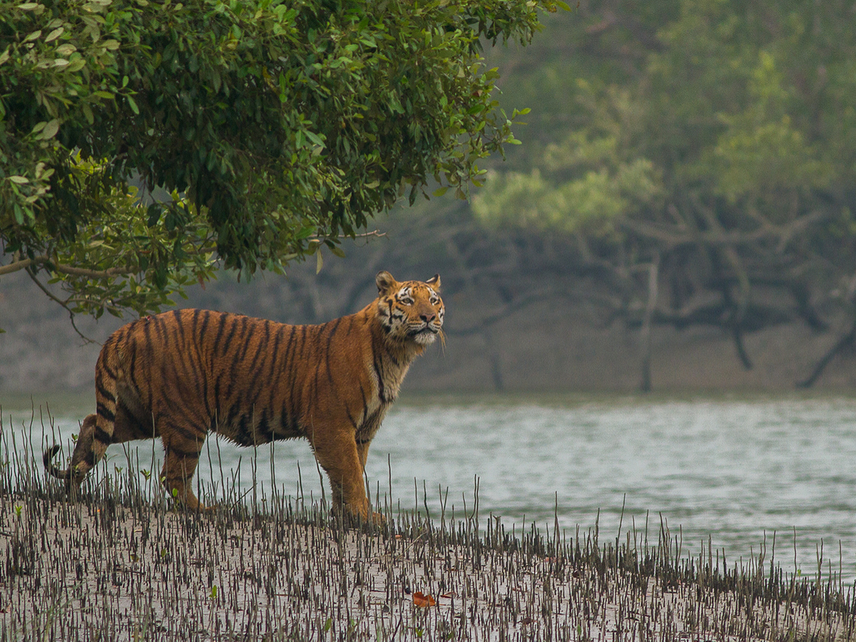 Endangered Bengal Tigers Could Go Extinct By 2070