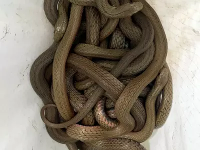 Thieves Steal Bag Full Of Snakes