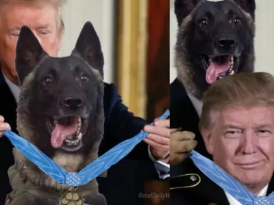 Trump Dog 12
