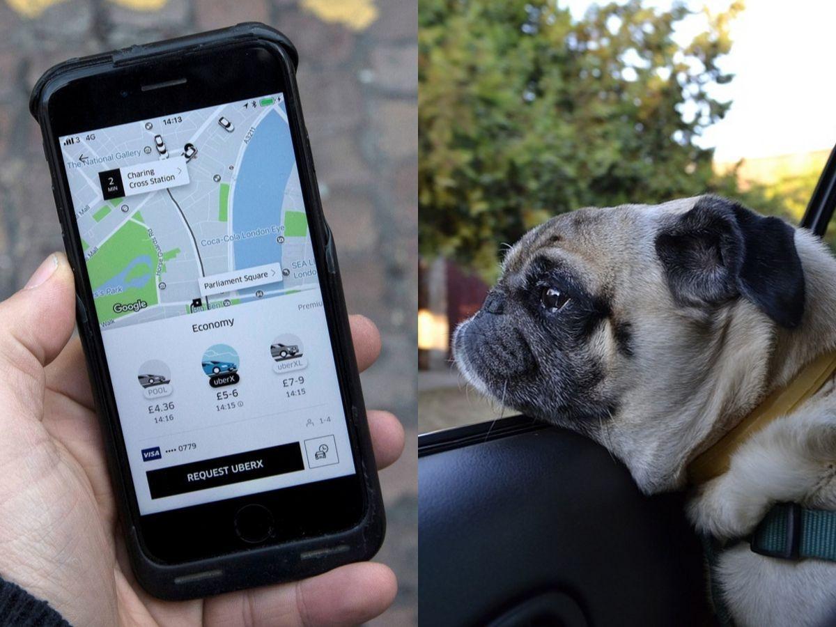 can i take a dog in an uber uk