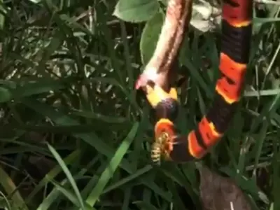 Wasp Stings Snake
