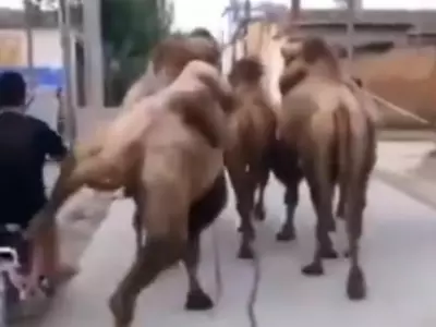 angry camel