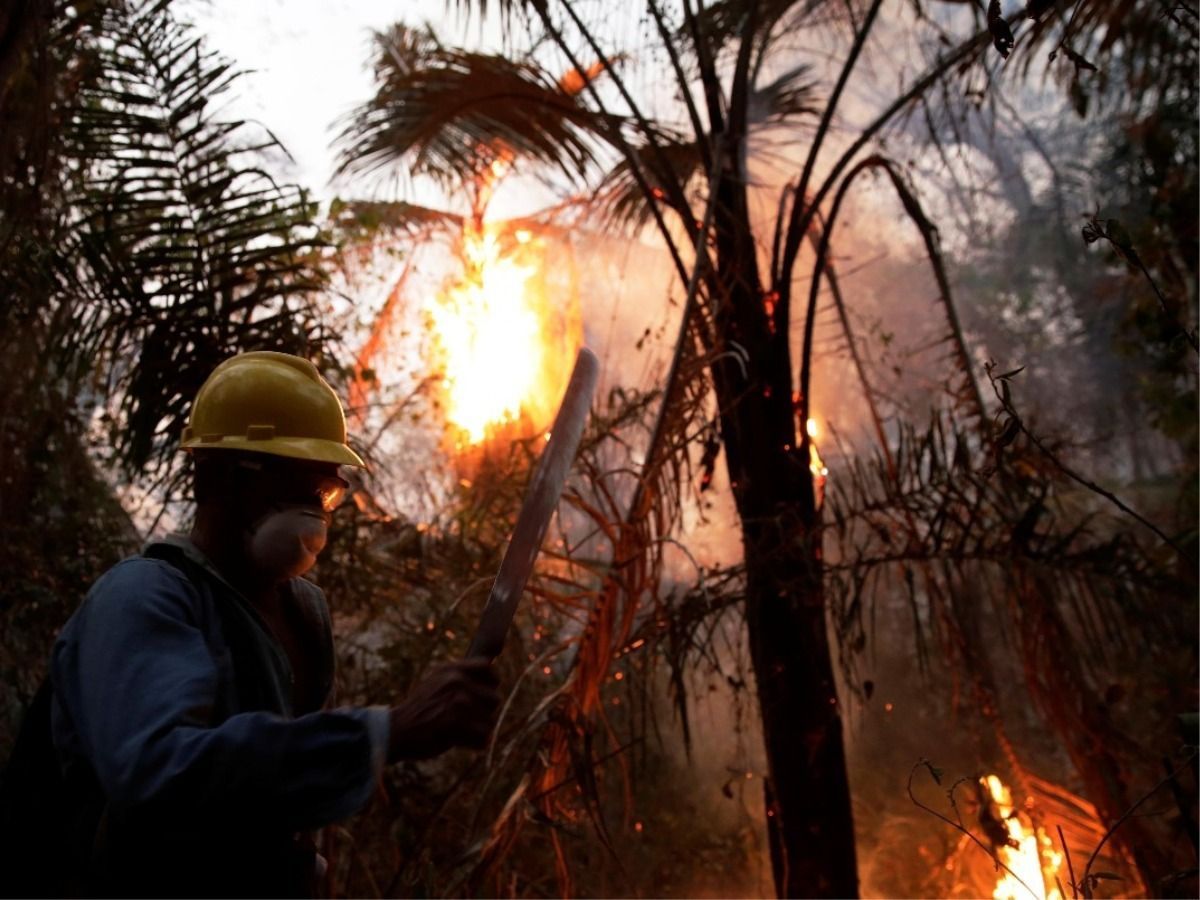 As The Amazon Rainforest Burned 2 3 Million Animals Died In Just 7 7 Percent Of Its Total Area