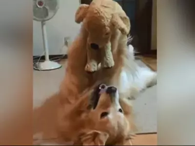 dog playing with her toy