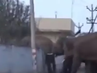 elephant jump wall