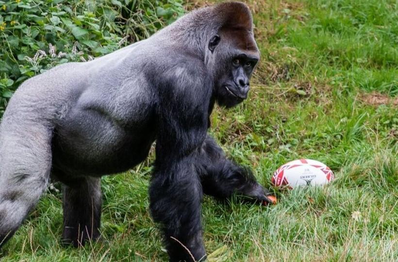 Gorilla Practices Rugby Ahead Of Rugby World Cup