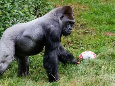 Gorilla Rugby
