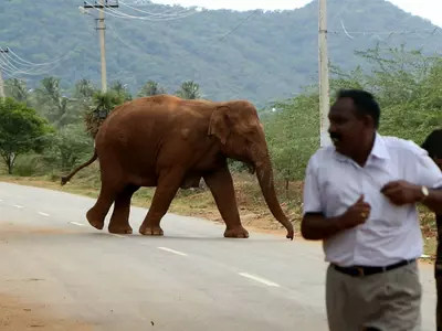 Human-Elephant Conflict