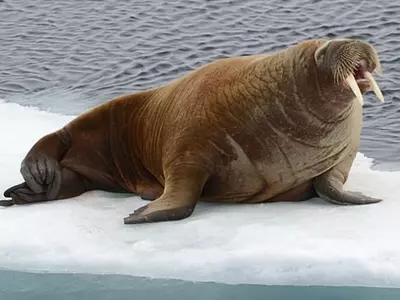 mother walrus