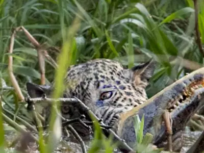 The fight went on for nearly 10 minutes with the jaguar finally killing the crocodile.