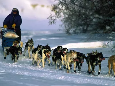 6 former champs in field for 2012 Iditarod